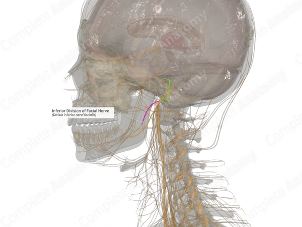 Inferior Division of Facial Nerve (Right)