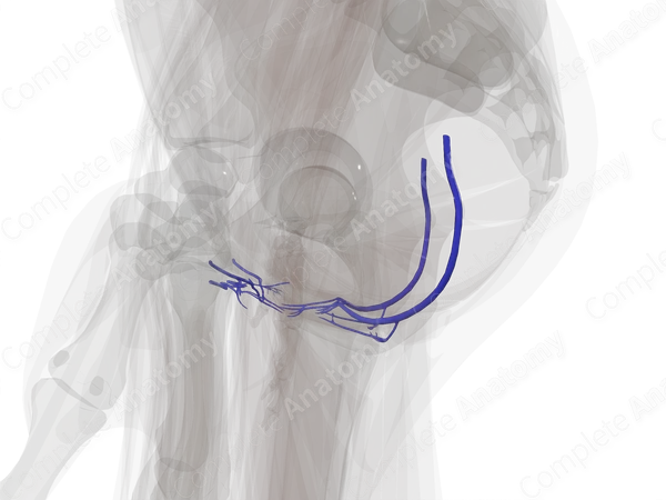 Veins of Perineum