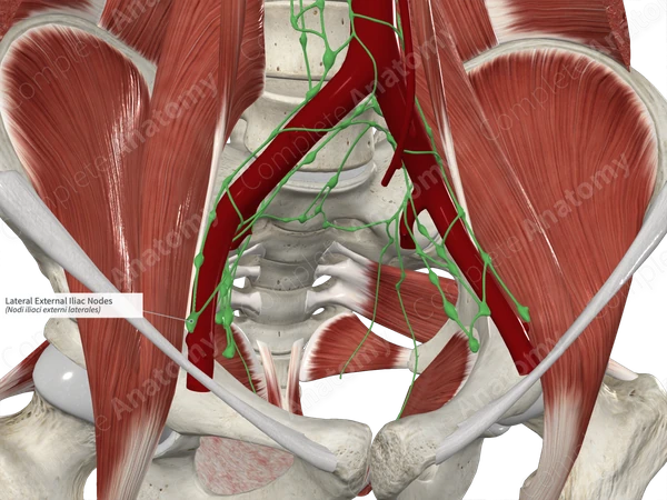 Lateral External Iliac Nodes