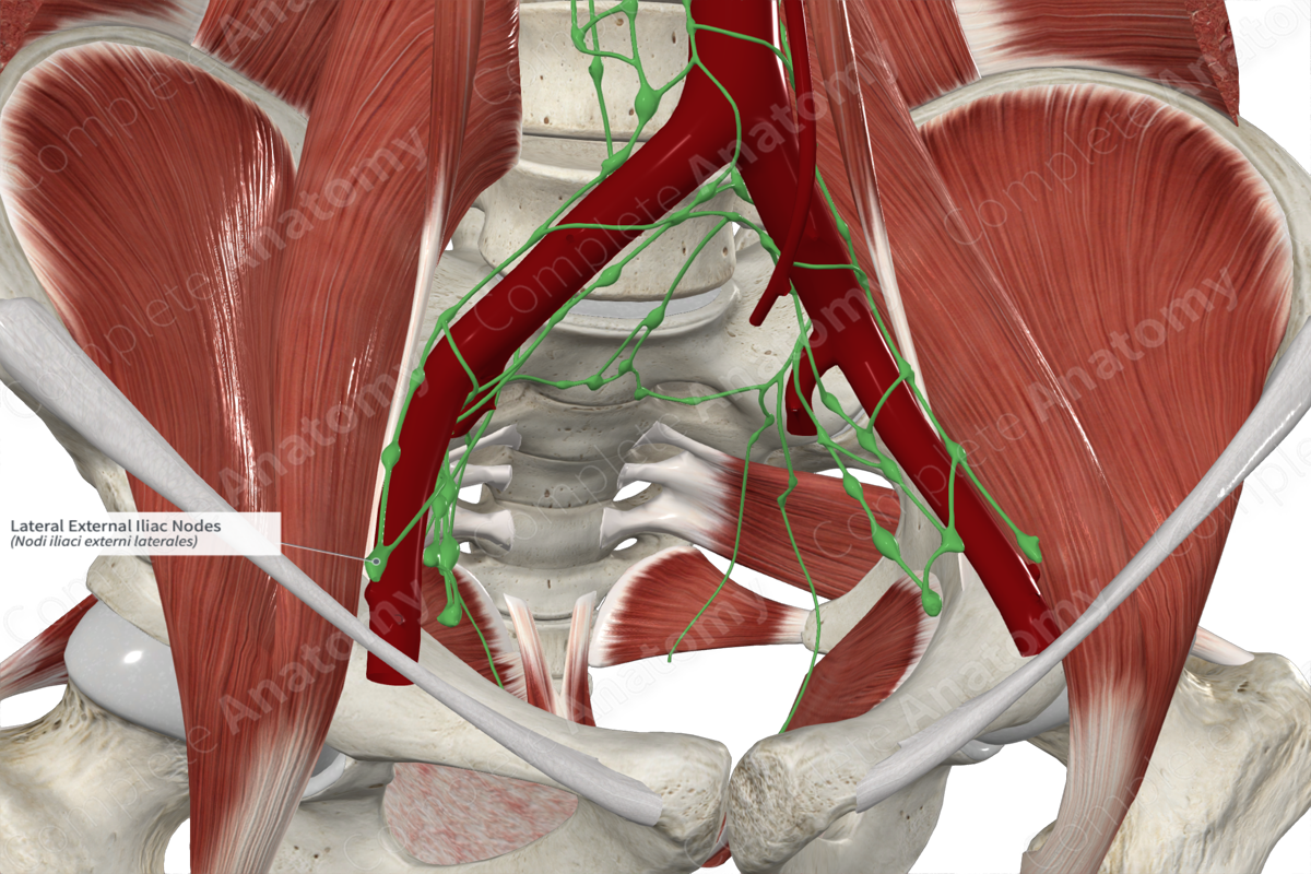 Lateral External Iliac Nodes 