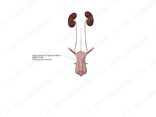 Subcutaneous Tissue of Penis (Right Half)