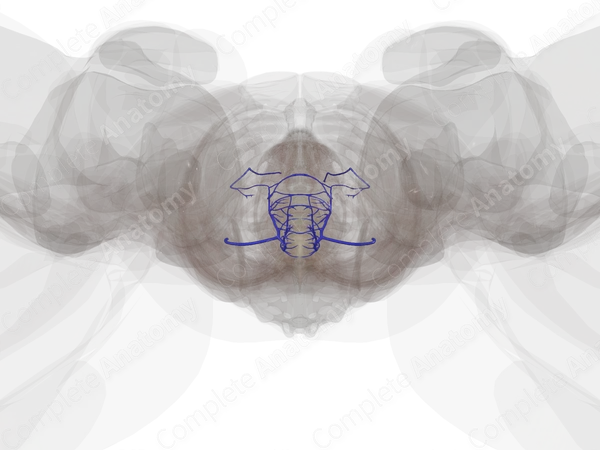 Veins of Female Internal Genitalia