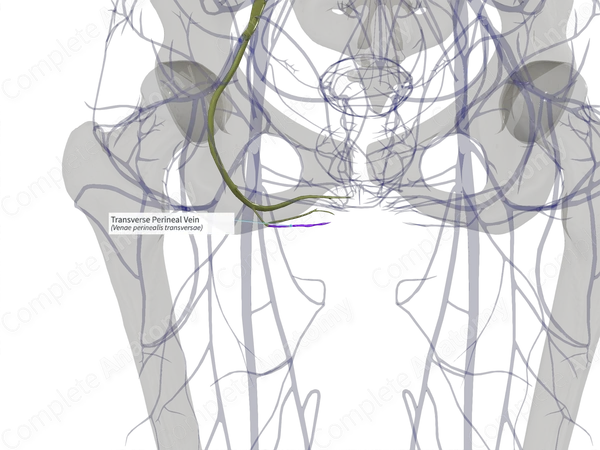 Transverse Perineal Vein (Left)