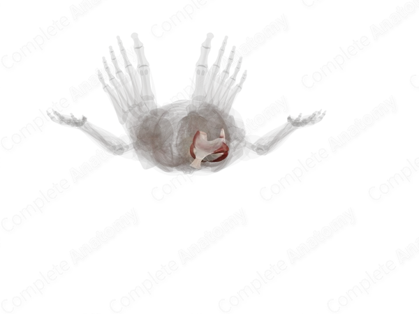 Triceps Surae Muscle (Left)