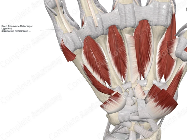 Deep Transverse Metacarpal Ligament