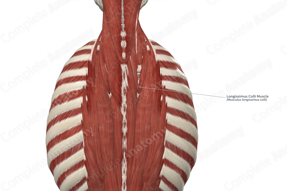 Longissimus Colli Muscle 