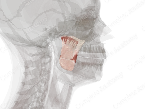 Masseter (Left)
