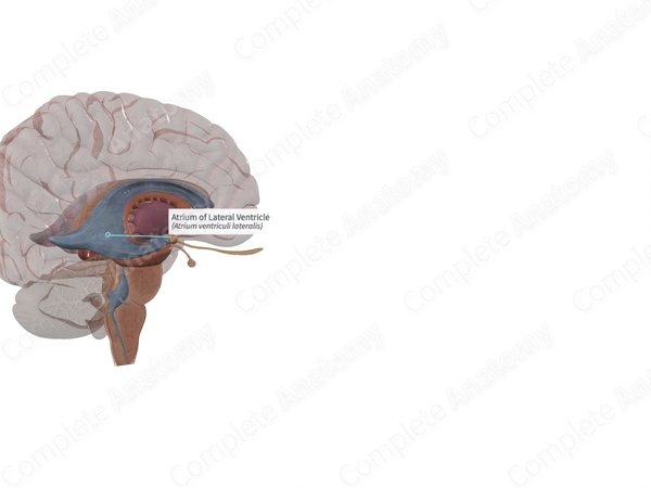 Atrium of Lateral Ventricle 