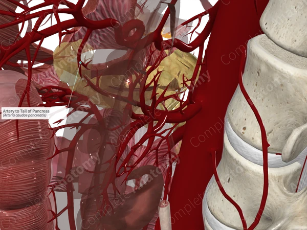 Artery to Tail of Pancreas