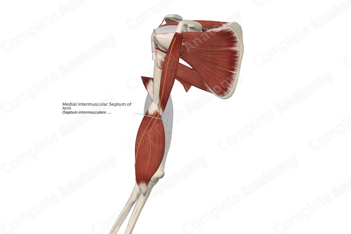 Medial Intermuscular Septum of Arm 