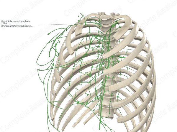 Right Subclavian Lymphatic Trunk