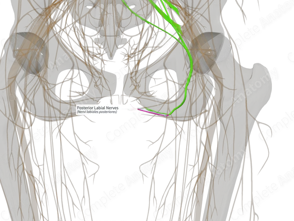 Posterior Labial Nerves (Left)