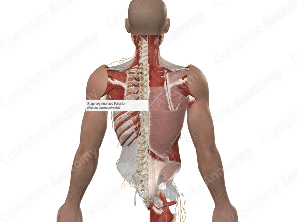 Supraspinatus Fascia 