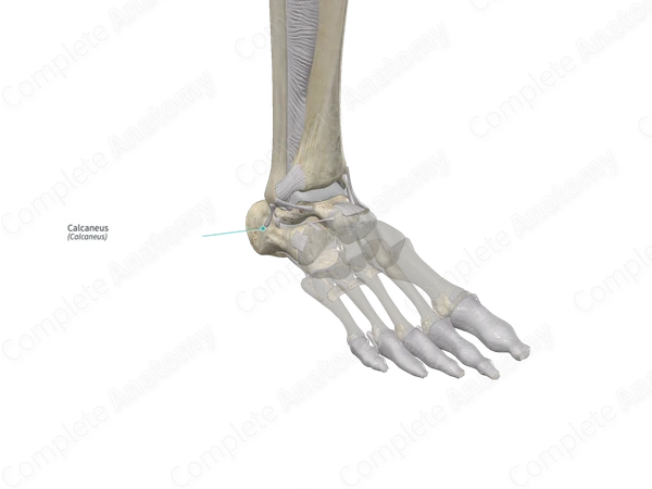 Calcaneus