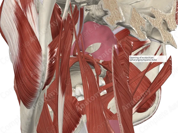 Cartilage of Auditory Tube 