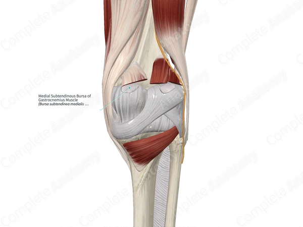 Medial Subtendinous Bursa of Gastrocnemius Muscle
