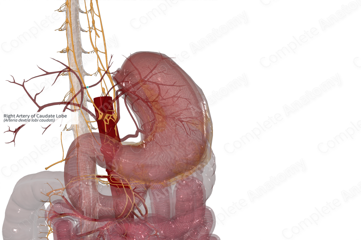 Right Artery of Caudate Lobe