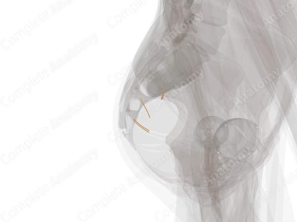 Sacral Part of Autonomic Division