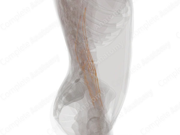 Nerves of Forearm (Left)