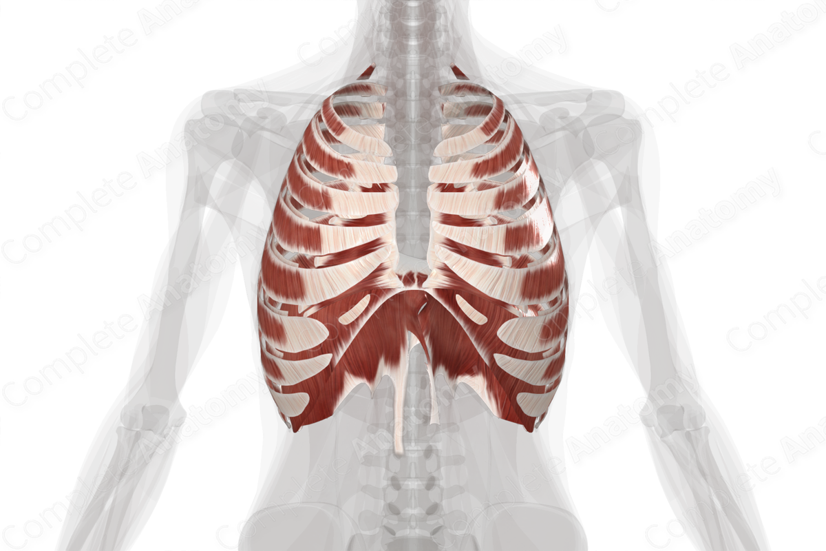 Muscles of Thorax