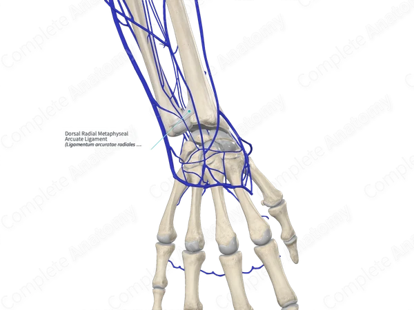 Dorsal Radial Metaphyseal Arcuate Ligament 