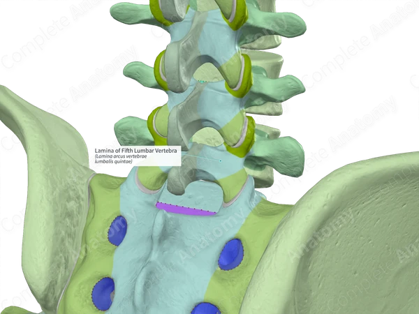 Lamina of Fifth Lumbar Vertebra (Left)