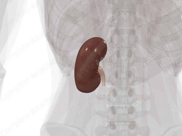 Kidney (Left)