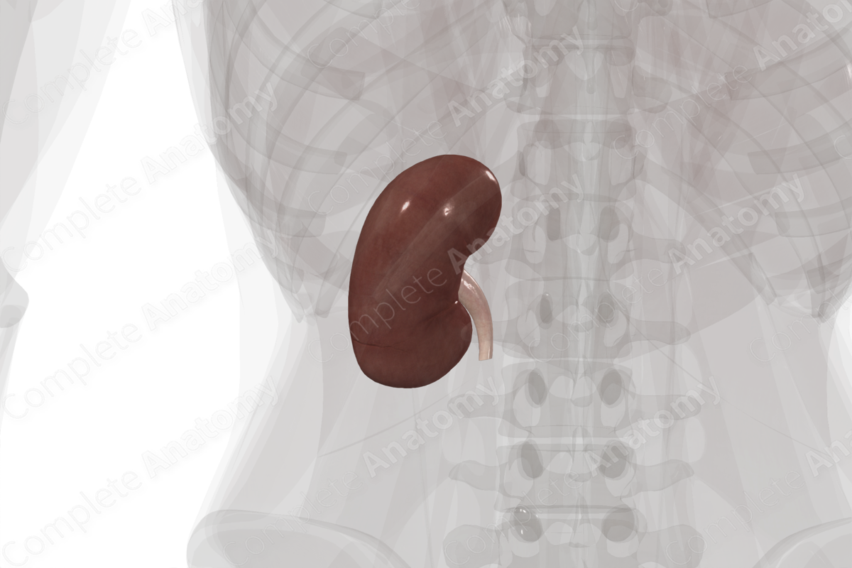 Kidney (Left)