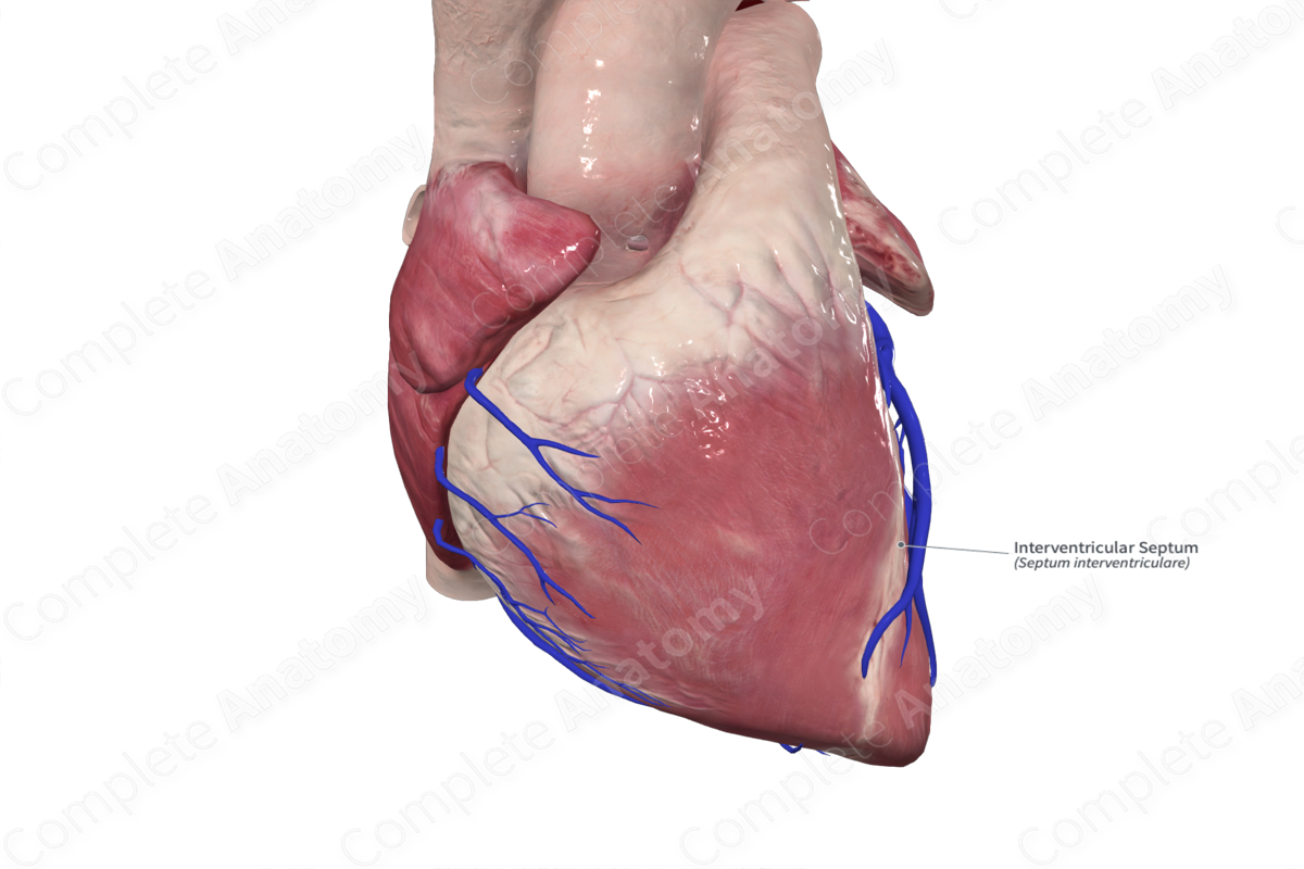 Interventricular Septum