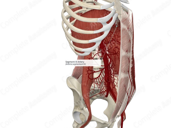 Segment III Artery