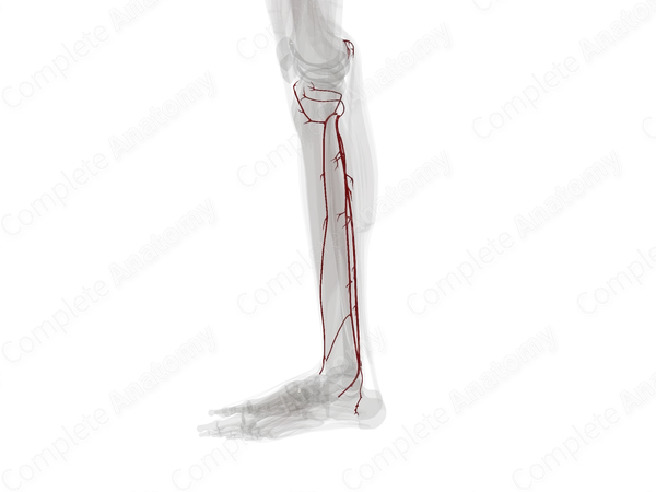 Arteries of Leg (Left)
