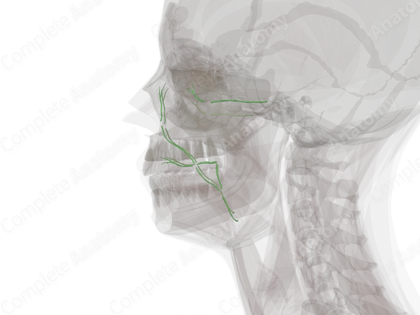 Facial Lymph Vessels