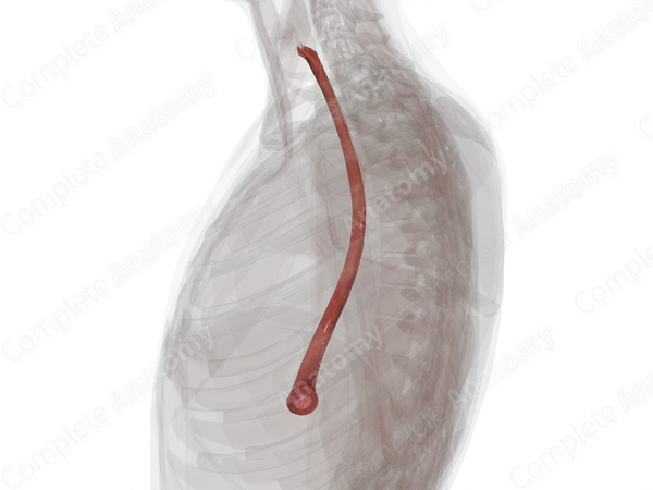 Esophagus