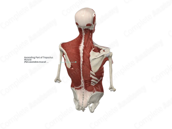 Ascending Part of Trapezius Muscle