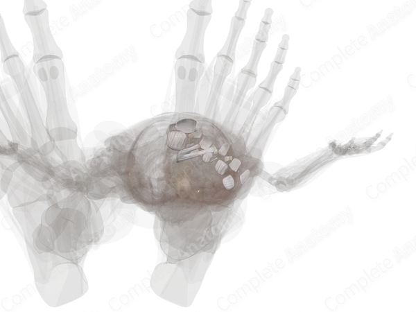 Tarsometatarsal Joints (Left)