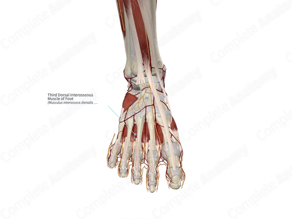 Third Dorsal Interosseous Muscle of Foot