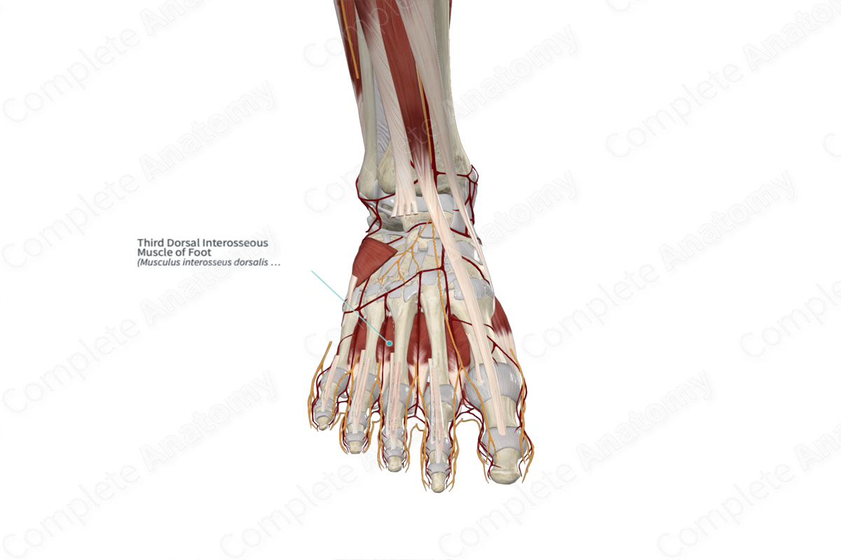 Third Dorsal Interosseous Muscle of Foot 