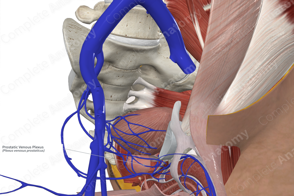 Prostatic Venous Plexus 