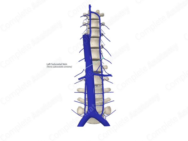 Left Subcostal Vein