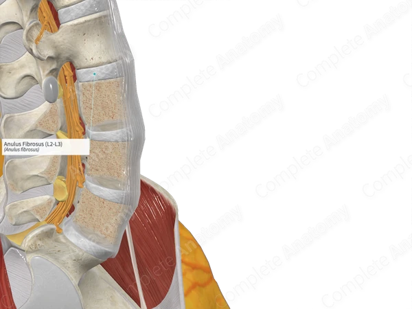Anulus Fibrosus (L2-L3)