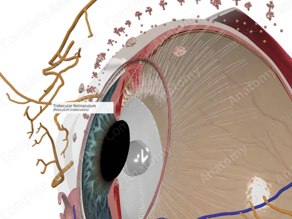 Trabecular Retinaculum