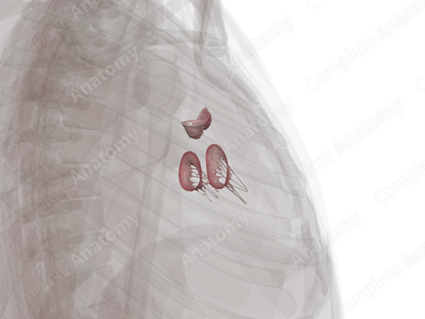 Cardiac Valves