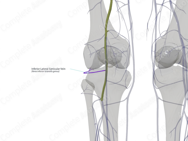 Inferior Lateral Genicular Vein (Right)