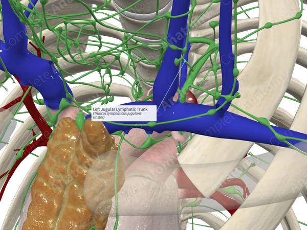 Left Jugular Lymphatic Trunk