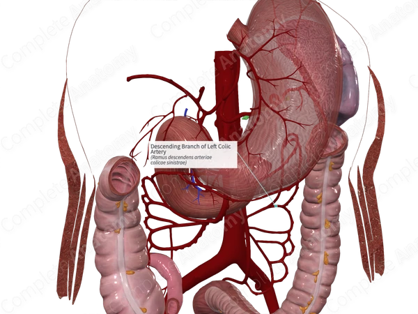 Descending Branch of Left Colic Artery