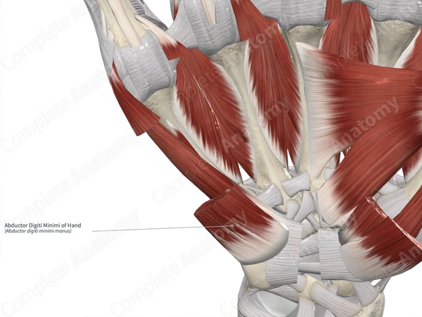 Abductor Digiti Minimi of Hand