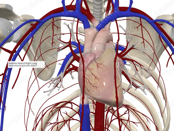 Anterior Vein of Right Lung