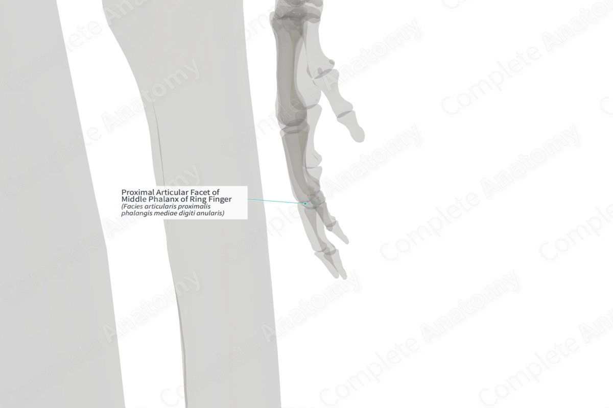 Proximal Articular Facet of Middle Phalanx of Ring Finger