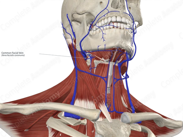 Common Facial Vein