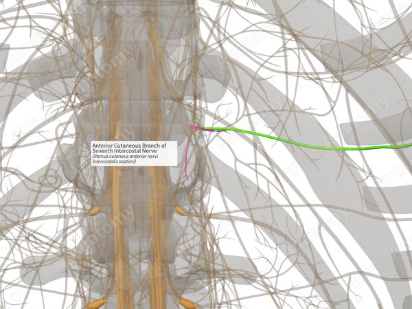 Anterior Cutaneous Branch of Seventh Intercostal Nerve (Left)